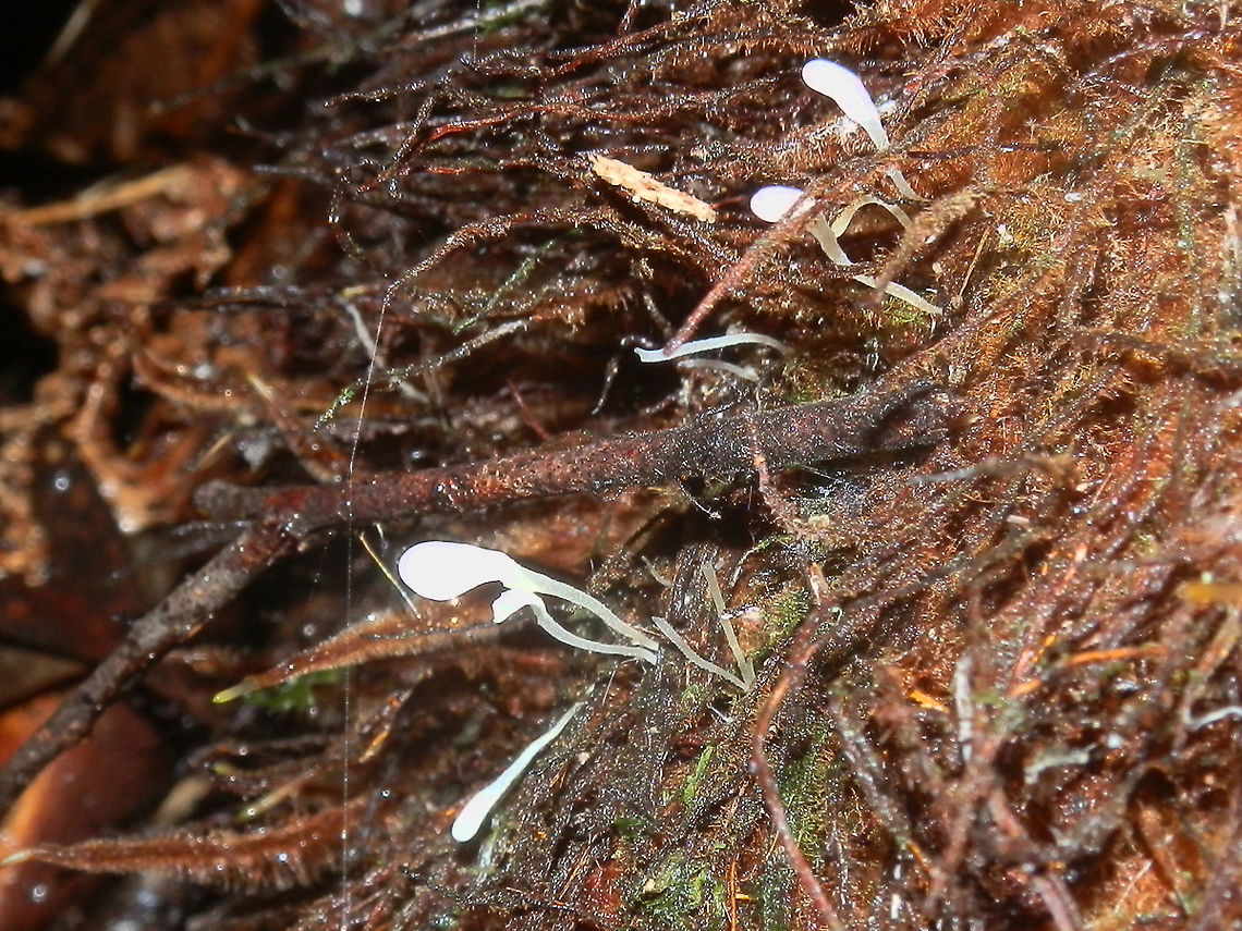 Scum-lover white clubs (Multiclavula mucida) Delicate white clubs on slender stalks. These were about 10 mm tall and about 2 mm wide. Noticeable only because they were in stark contrast to the brown fibrous surrounds.<br />
The streaks of green seen on the substrtum beneath the clubs is algae with which this fungus is associated.<br />
Called scum-lover because these special fungi grow in a symbiosis with an algae Coccomyxa, an association similar to that seen in lichens. In lichens the algal components are within the fungal body whereas in this case the algae grows external to the fungus in the same substratum.<br />
The other point of interest : " M. mucida is also a rare example of symbiosis of a basidiomycete and algae. Vast majority of lichens is an association of ascomycete with algae." R.H. Petersen ( Mushroom Observer)<br />
 Australia,Fall,Geotagged,Multiclavula mucida,White green-algae coral