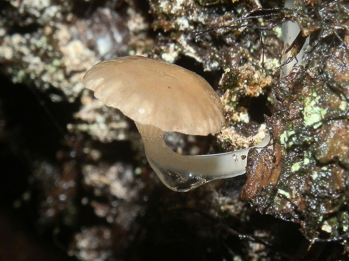 Austral Dripping Bonnet (Roridomyces austrororidus) These beautiful viscid small bonnet fungi had convex pale brown caps about 10 mm wide. <br />
Gregarious on damp rotting eucalyptus log in a nature reserve. Underside shown here <figure class="photo"><a href="https://www.jungledragon.com/image/96231/austral_dripping_bonnet-2.html" title="Austral Dripping Bonnet-2"><img src="https://s3.amazonaws.com/media.jungledragon.com/images/2767/96231_thumb.jpg?AWSAccessKeyId=05GMT0V3GWVNE7GGM1R2&Expires=1770854410&Signature=ZHYGG5gvdezzoCAmjbFFAMt8NmY%3D" width="200" height="150" alt="Austral Dripping Bonnet-2 The undersides of the fruiting bodies seen in the previous observation https://www.jungledragon.com/image/96230/aaustral_dripping_bonnet_roridomyces_austrororidus.html. Australia,Fall,Geotagged,Roridomyces austrororidus" /></a></figure> Australia,Fall,Geotagged,Roridomyces austrororidus