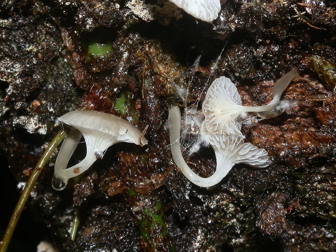 Austral Dripping Bonnet-2 The undersides of the fruiting bodies seen in the previous observation <figure class="photo"><a href="https://www.jungledragon.com/image/96230/austral_dripping_bonnet_roridomyces_austrororidus.html" title="Austral Dripping Bonnet (Roridomyces austrororidus)"><img src="https://s3.amazonaws.com/media.jungledragon.com/images/2767/96230_thumb.jpg?AWSAccessKeyId=05GMT0V3GWVNE7GGM1R2&Expires=1759968010&Signature=YpvYomnwODZ9YaqgEO%2FduMUTYBM%3D" width="200" height="150" alt="Austral Dripping Bonnet (Roridomyces austrororidus) These beautiful viscid small bonnet fungi had convex pale brown caps about 10 mm wide. <br />
Gregarious on damp rotting eucalyptus log in a nature reserve. Underside shown here https://www.jungledragon.com/image/96231/austral_dripping_bonnet-2.html Australia,Fall,Geotagged,Roridomyces austrororidus" /></a></figure>. Australia,Fall,Geotagged,Roridomyces austrororidus