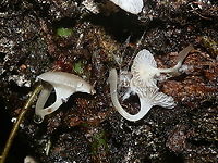 Austral Dripping Bonnet-2 The undersides of the fruiting bodies seen in the previous observation https://www.jungledragon.com/image/96230/aaustral_dripping_bonnet_roridomyces_austrororidus.html. Australia,Fall,Geotagged,Roridomyces austrororidus