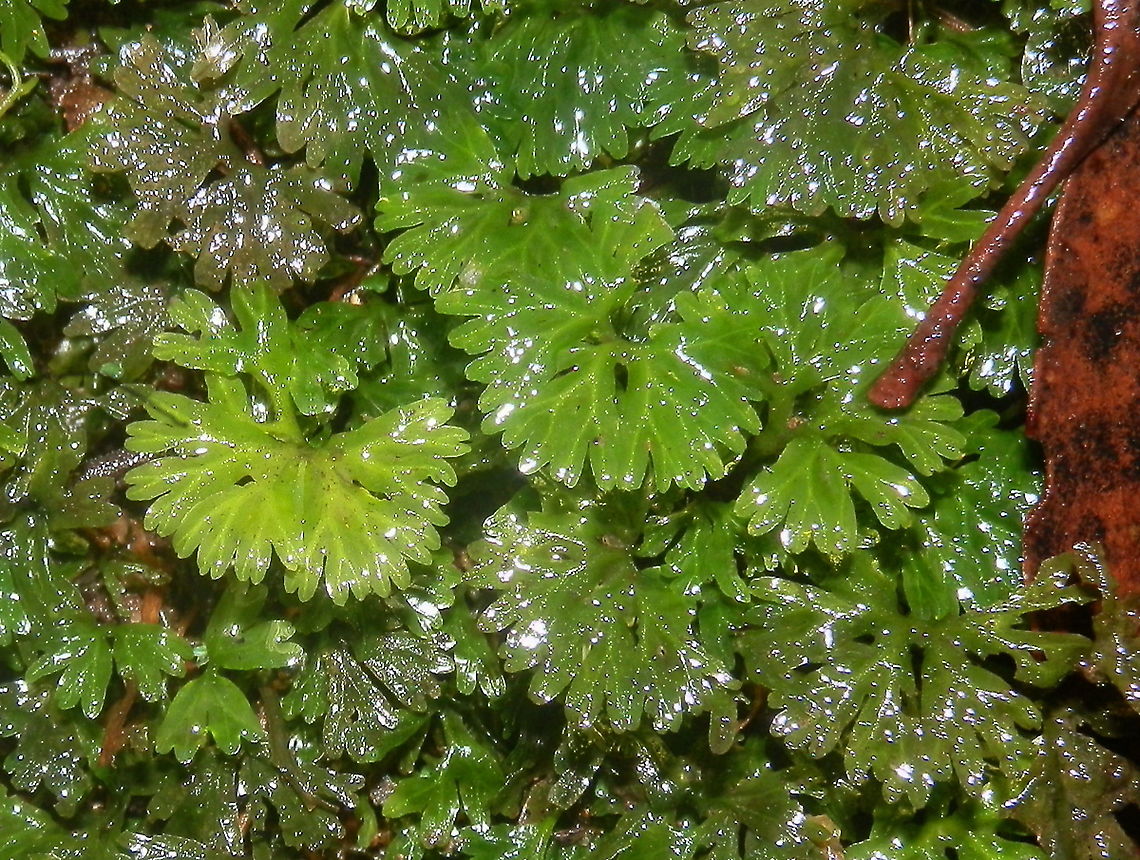 Leafy Liverwort (Hymenophyton flabellatum) Beautiful small fan shaped liver worts, about 100 mm wide, with thin leaves each dividing into two lobes. These were seen in layers forming a dense cloak.<br />
Spotted covering a damp log with what looked like asplenium fern in a damp gully - rainforest. Australia,Fall,Geotagged,Hymenophyton flabellatum