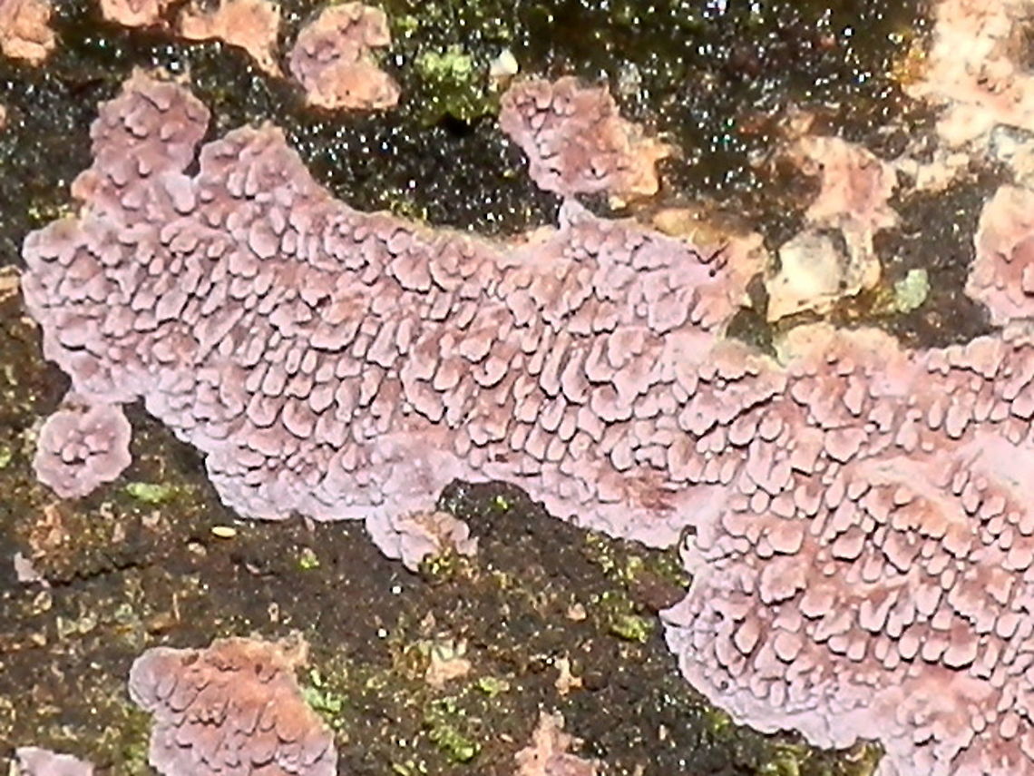 Purple toothed resupinate ( Australohydnum dregeanum) Small patches of pale lilac coloured crust fungus with flat irregular teeth.<br />
Spotted growing on a damp decaying eucalyptus log - cool temperate rainforest. Australia,Australohydnum dregeanum,Geotagged,Purple toothed resupinate,Winter,resupinate fungus