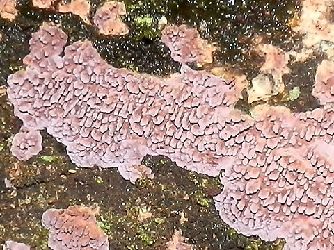 Purple toothed resupinate ( Australohydnum dregeanum) Small patches of pale lilac coloured crust fungus with flat irregular teeth.
Spotted growing on a damp decaying eucalyptus log - cool temperate rainforest. Australia,Australohydnum dregeanum,Geotagged,Purple toothed resupinate,Winter,resupinate fungus