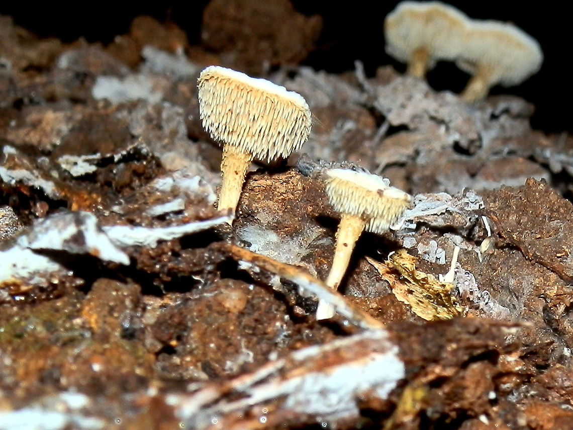 Beenak Long Tooth ( Beenakia dacostae) Small flat capped fruiting bodies with creamy ochre soft decurrent spines. Caps were about 25 mm across and stipes were about 30 mm in height with short spines half way down their length.<br />
Seen growing in dry wooden debris under a massive rotting eucalyptus log. Australia,Beenak Long Tooth,Beenakia dacostae,Geotagged,Winter