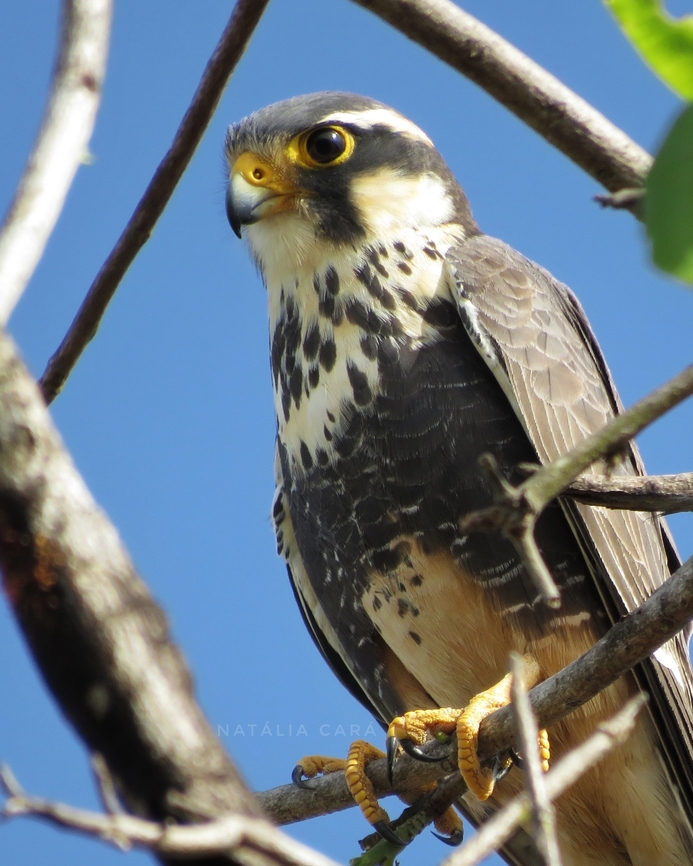 Aplomado Falcon (Falco femoralis)  Aplomado falcon,Brazil,Falco femoralis,Geotagged,Winter