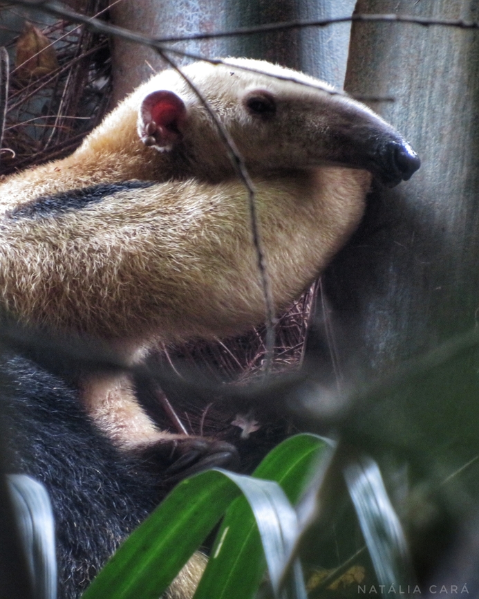 Southern Tamandua (Tamandua tetradactyla)  Brazil,Geotagged,Southern tamandua,Tamandua tetradactyla,Winter