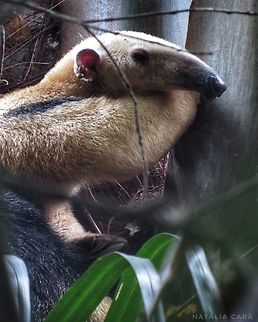 Southern Tamandua (Tamandua tetradactyla)  Brazil,Geotagged,Southern tamandua,Tamandua tetradactyla,Winter