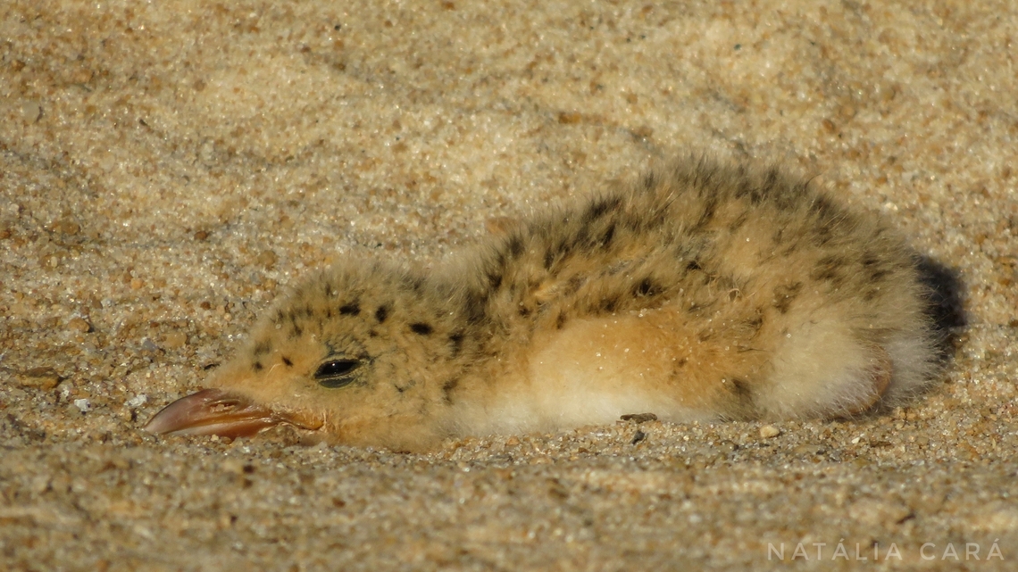 Black Skimmer chick (Rhynchops niger)  Black Skimmer,Brazil,Geotagged,Rynchops niger,Winter