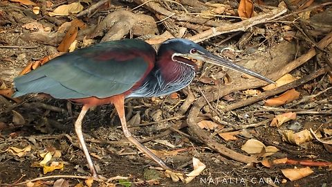 Agami Heron (Agamia agami)  Agami Heron,Agamia agami,Brazil,Geotagged,Winter