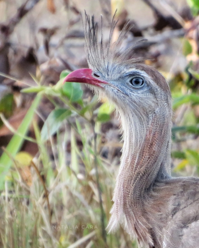 Red-legged Seriema (Cariama cristata)  Brazil,Cariama cristata,Geotagged,Red-legged Seriema,Winter