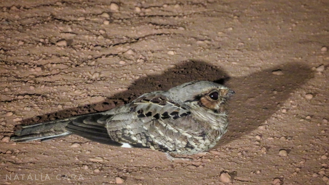 Common Pauraque (Nyctidromus albicollis)  Brazil,Geotagged,Nyctidromus albicollis,Winter,pauraque