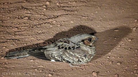Common Pauraque (Nyctidromus albicollis)  Brazil,Geotagged,Nyctidromus albicollis,Winter,pauraque