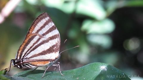 Aetolus Stripstreak (Arawacus aetolus)  Arawacus aetolus,Brazil,Geotagged,Winter