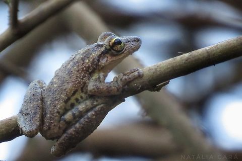 Fuscous-blotched Snouted Treefrog (Scinax fuscovarius)  Brazil,Geotagged,Scinax fuscovarius,Snouted Treefrog,Winter