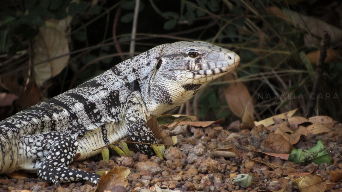 Argentine Black-and-white Tegu (Salvator merianae)  Argentine Black and White Tegu,Brazil,Geotagged,Tupinambis merianae,Winter