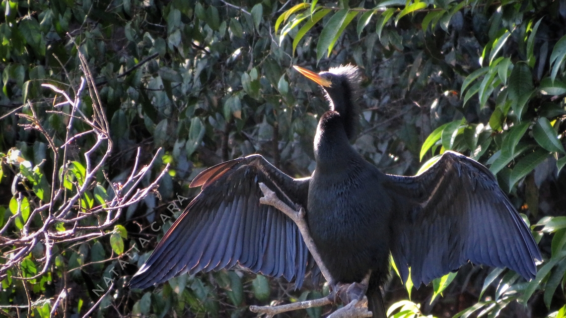 Male Anhinga (Anhinga anhinga)  Anhinga,Anhinga anhinga,Brazil,Geotagged,Winter