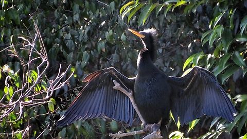Male Anhinga (Anhinga anhinga)  Anhinga,Anhinga anhinga,Brazil,Geotagged,Winter