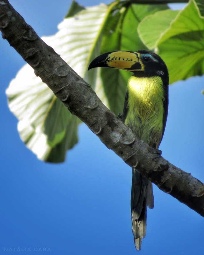 Lettered Aracari (Pteroglossus inscriptus)  Brazil,Geotagged,Lettered aracari,Pteroglossus inscriptus,Winter