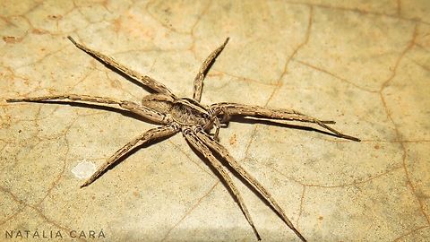 South American Wandering Spider (Parabatinga brevipes)  Brazil,Geotagged,Parabatinga,Parabatinga brevipes,Winter