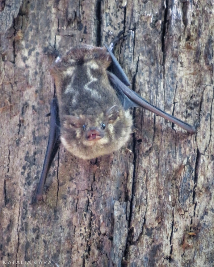 Greater Sac-winged Bat (Saccopteryx bilineata)  Brazil,Geotagged,Greater sac-winged bat,Saccopteryx bilineata,Winter