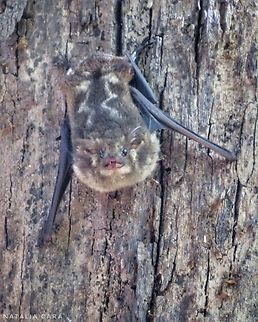 Greater Sac-winged Bat (Saccopteryx bilineata)  Brazil,Geotagged,Greater sac-winged bat,Saccopteryx bilineata,Winter