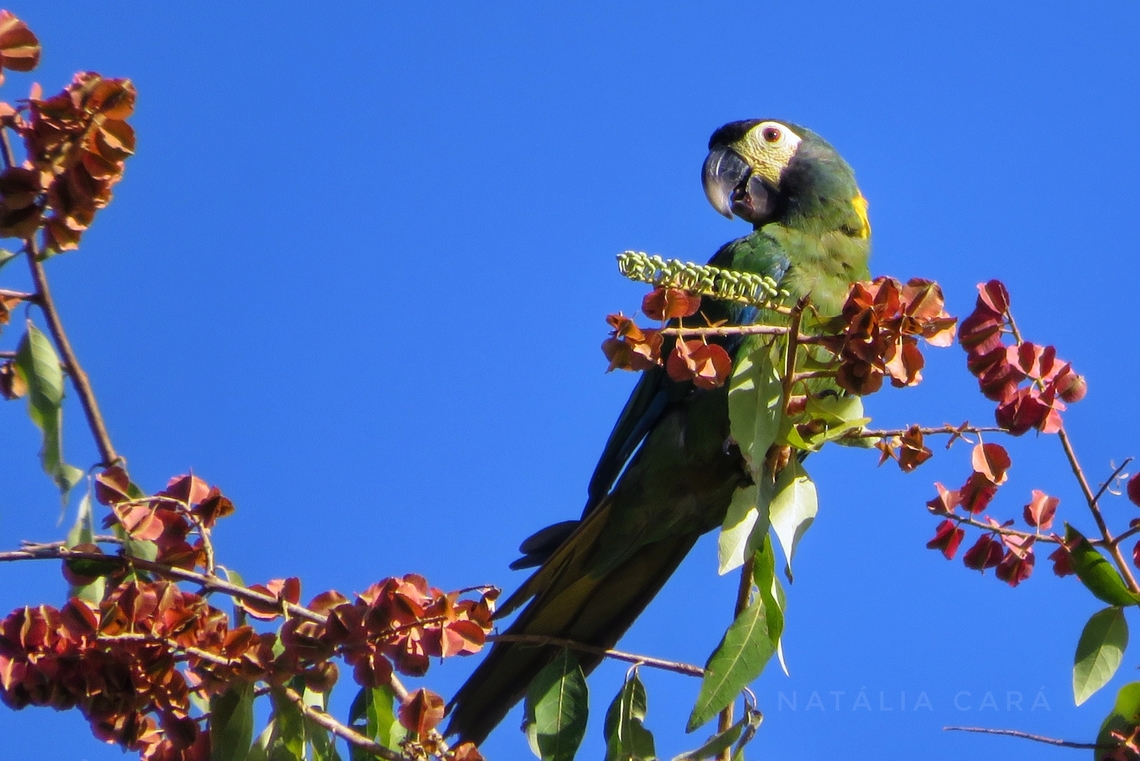 Yellow-collared Macaw (Primolius auricolis)  Brazil,Geotagged,Primolius auricollis,Winter,Yellow-collared macaw