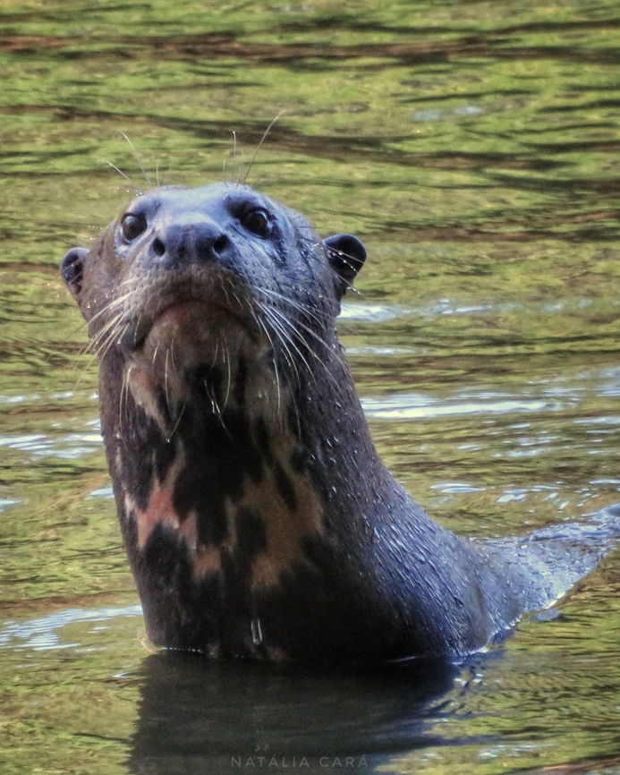 Giant Otter (Pteronura brasiliensis)  Brazil,Geotagged,Giant otter,Pteronura brasiliensis,Winter