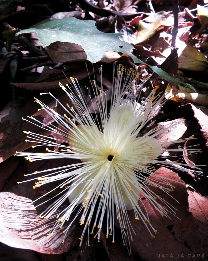 Pequi (Caryocar brasiliense)  Brazil,Caryocar brasiliense,Geotagged,Pequi,Summer,Winter