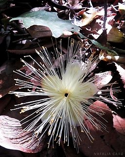 Pequi (Caryocar brasiliense) Brazil,Caryocar brasiliense,Geotagged,Pequi,Summer,Winter