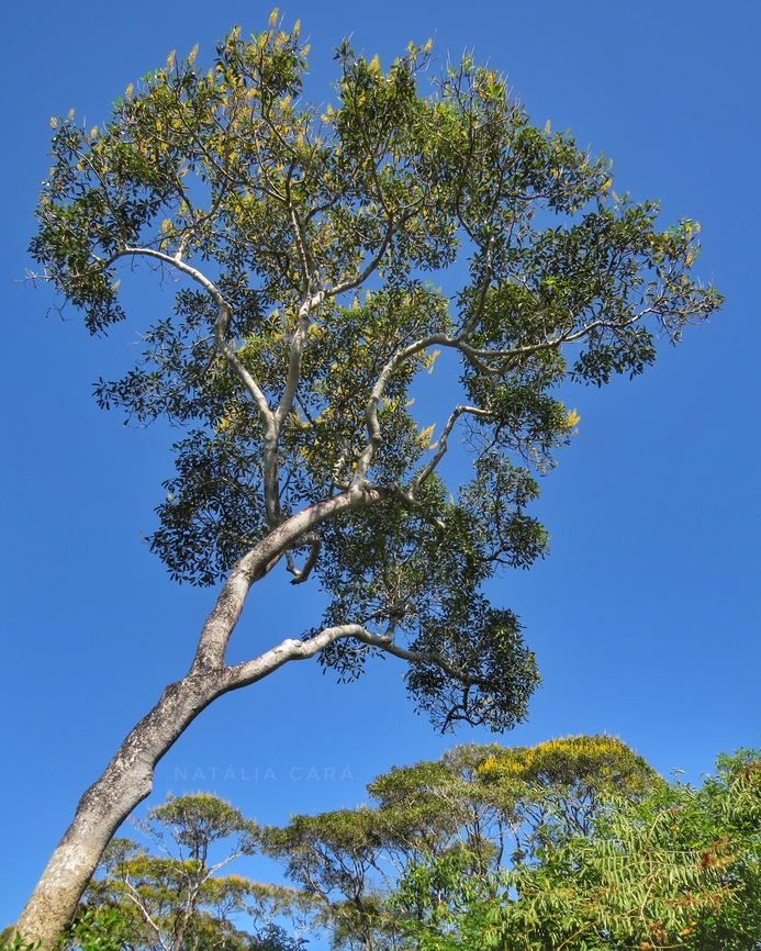 Cambará Tree (Vochysia divergens)  Brazil,Geotagged,Vochysia divergens,Winter