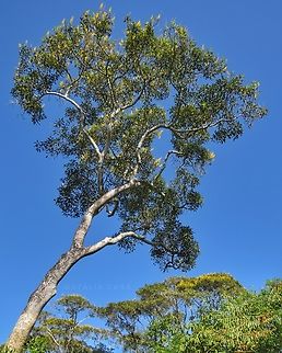 Cambar&aacute; Tree (Vochysia divergens)  Brazil,Geotagged,Vochysia divergens,Winter