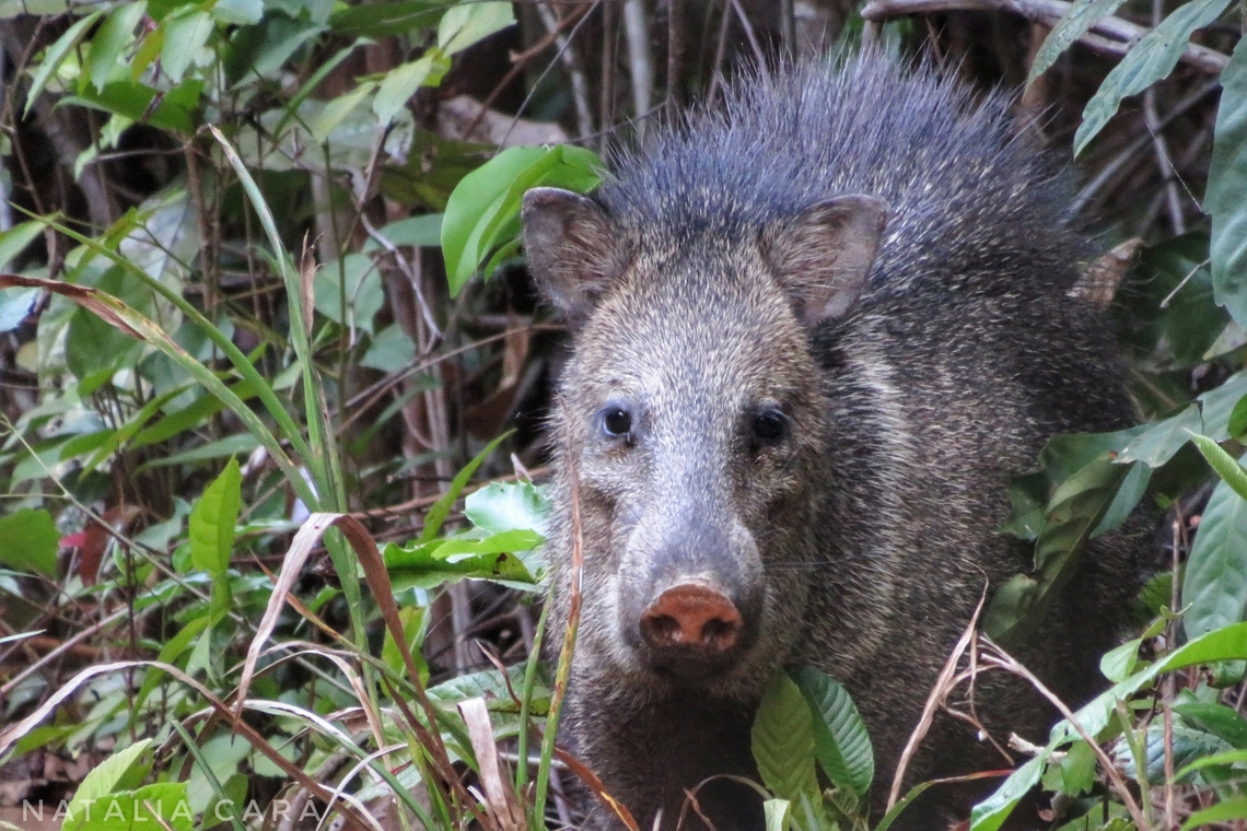 Collared Peccary (Dicotyles tajacu)  Brazil,Collared peccary,Geotagged,Pecari tajacu,Winter