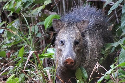 Collared Peccary (Dicotyles tajacu)  Brazil,Collared peccary,Geotagged,Pecari tajacu,Winter