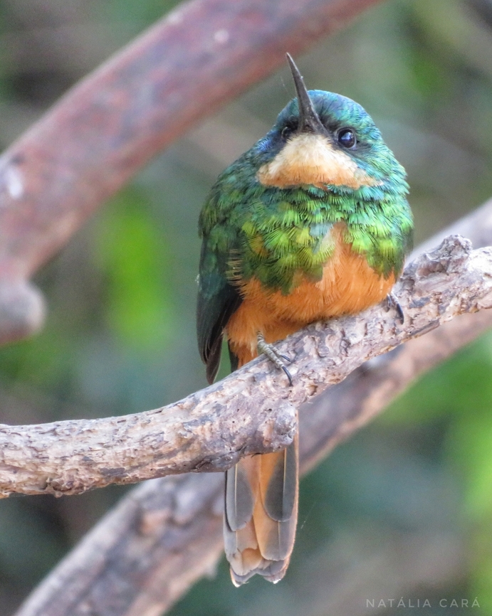 Rufous-tailed Jacamar (Galbula ruficauda)  Brazil,Galbula ruficauda,Geotagged,Rufous-tailed jacamar,Winter