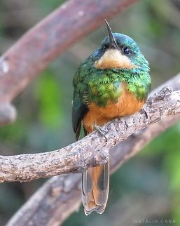 Rufous-tailed Jacamar (Galbula ruficauda)  Brazil,Galbula ruficauda,Geotagged,Rufous-tailed jacamar,Winter