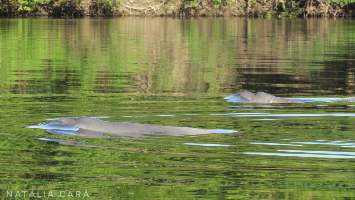 Araguaian River Dolphin (Inia araguaiaensis)  Araguaian river dolphin,Brazil,Geotagged,Inia araguaiaensis,Winter