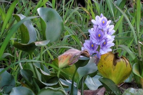 Common Water Hyacinth (Pontederia crassipes)  Brazil,Common water hyacinth,Eichhornia crassipes,Geotagged,Winter