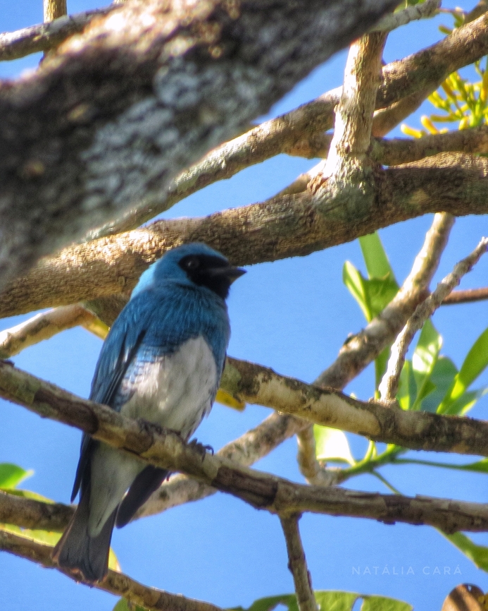 Swallow Tanager (Tersina viridis)  Brazil,Geotagged,Swallow tanager,Tersina viridis,Winter