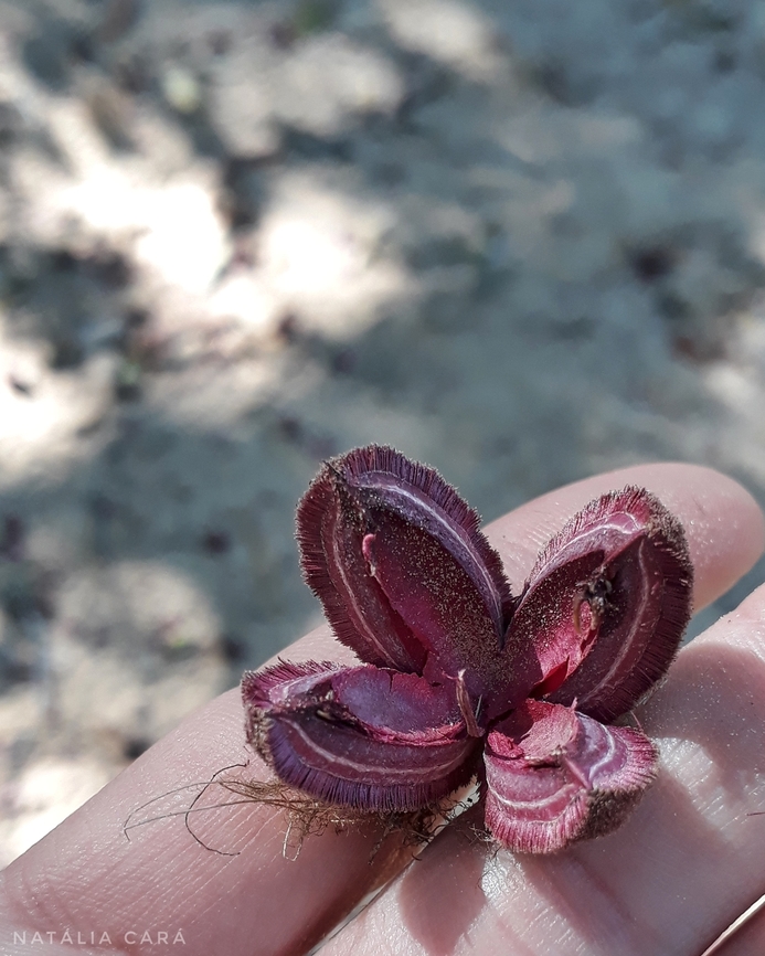 Three-leaf Piranhea (Piranhea trifoliata)  Brazil,Geotagged,Piranhea trifoliata,Winter
