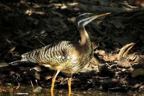 Sunbittern (Eurypyga helias)  Brazil,Eurypyga helias,Geotagged,Sunbittern,Winter