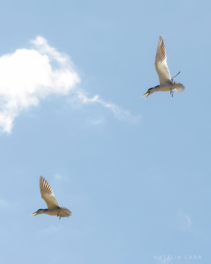 Large-billed Tern (Phaetusa simplex)  Brazil,Geotagged,Large Billed Tern,Phaetusa simplex,Winter