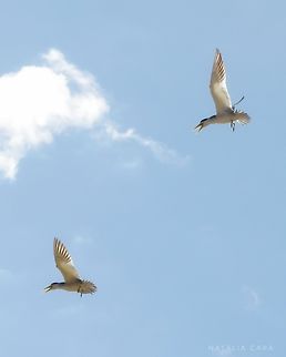 Large-billed Tern (Phaetusa simplex)  Brazil,Geotagged,Large Billed Tern,Phaetusa simplex,Winter