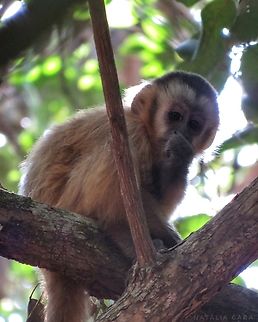A young Black-striped Capuchin (Sapajus libidinosus)  Black-striped capuchin,Brazil,Geotagged,Sapajus libidinosus,Winter