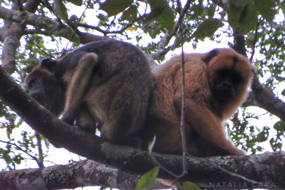 Young male and female Black Howler Monkey (Alouatta caraya)  Alouatta caraya,Black howler,Brazil,Geotagged,Winter