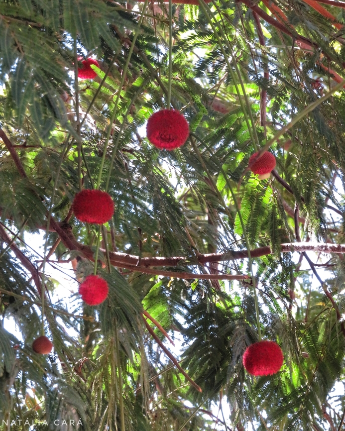 Parkia pendula  Brazil,Geotagged,Parkia pendula,Winter