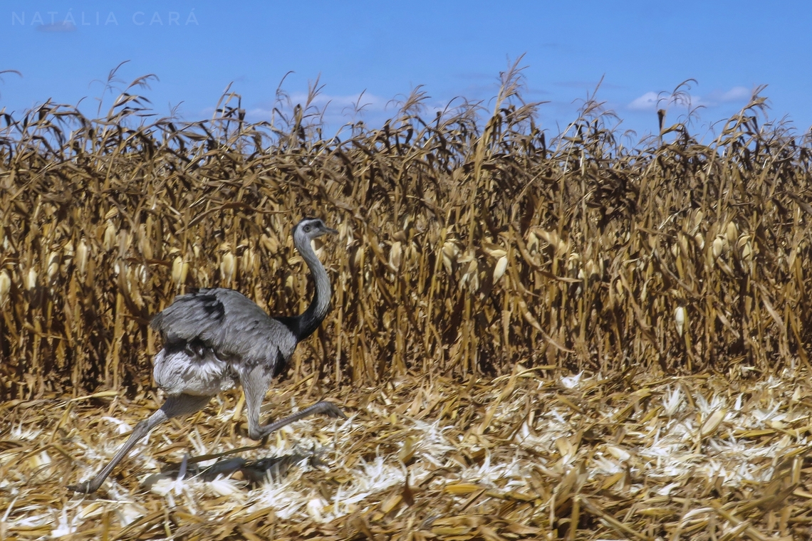 Greater Rhea (Rhea americana)  Brazil,Geotagged,Greater rhea,Rhea americana,Winter