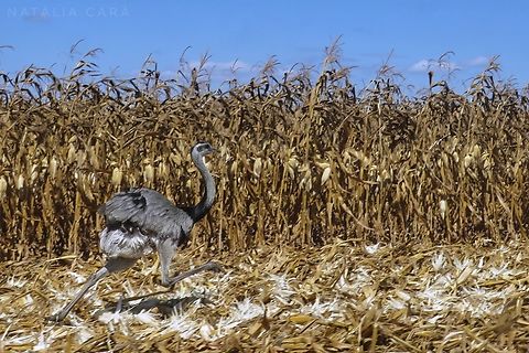 Greater Rhea (Rhea americana)  Brazil,Geotagged,Greater rhea,Rhea americana,Winter