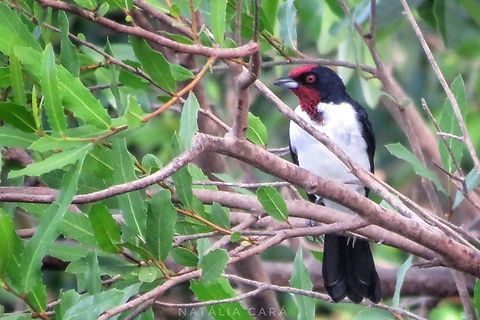 Crimson-fronted cardinal