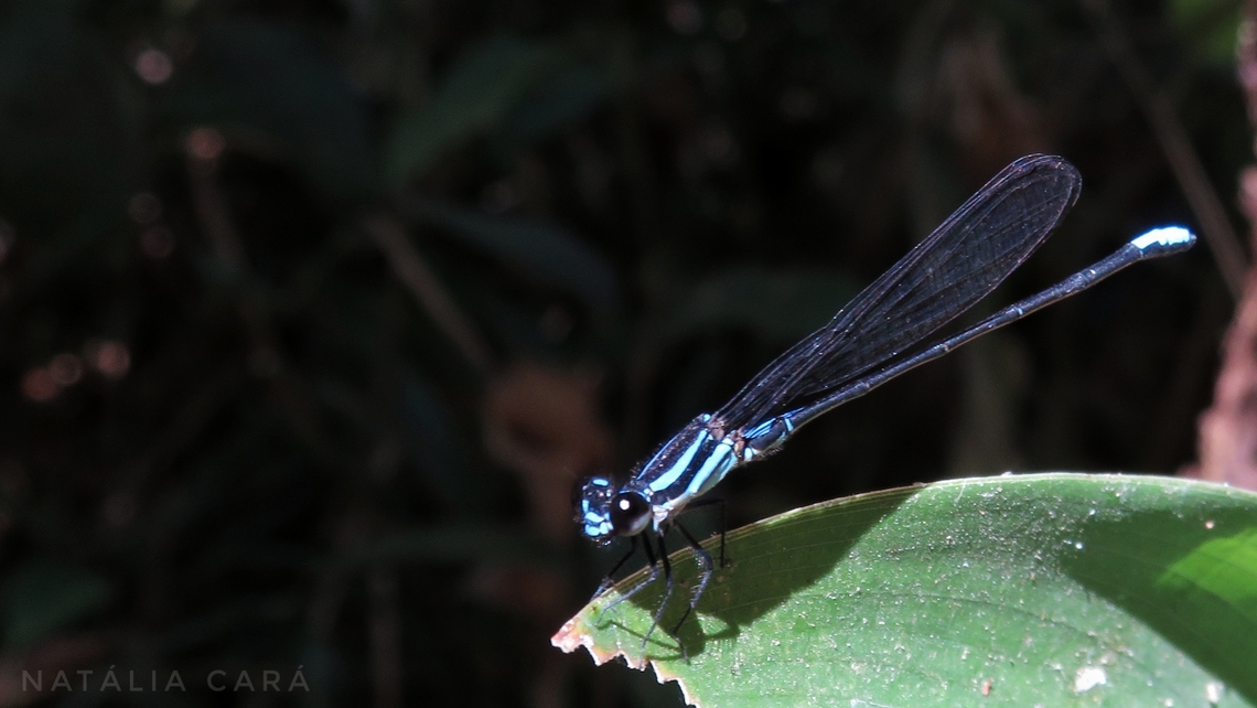 Oculate Dancer (Argia oculata)  Argia oculata,Brazil,Geotagged,Oculate Dancer,Winter
