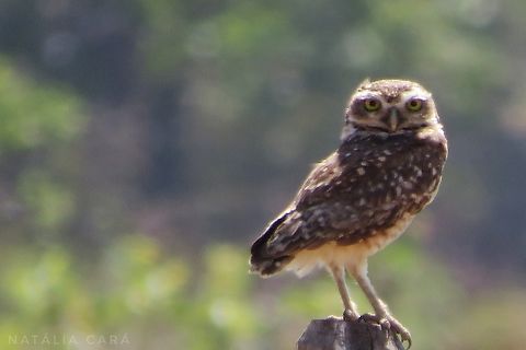Burrowing Owl (Athene cunicularia)  Athene cunicularia,Brazil,Burrowing Owl,Geotagged,Winter
